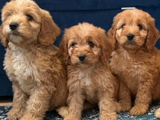 Cockapoo dogs for sale - Advert 1