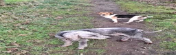 Mixed Breed dogs for sale: Beddy/jacks  in Girvan - Advert 36