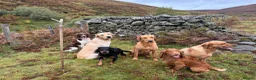 Labrador Retriever dogs for stud: Strong Fully Health Tested Labrador Stud in Penicuik - Advert 5