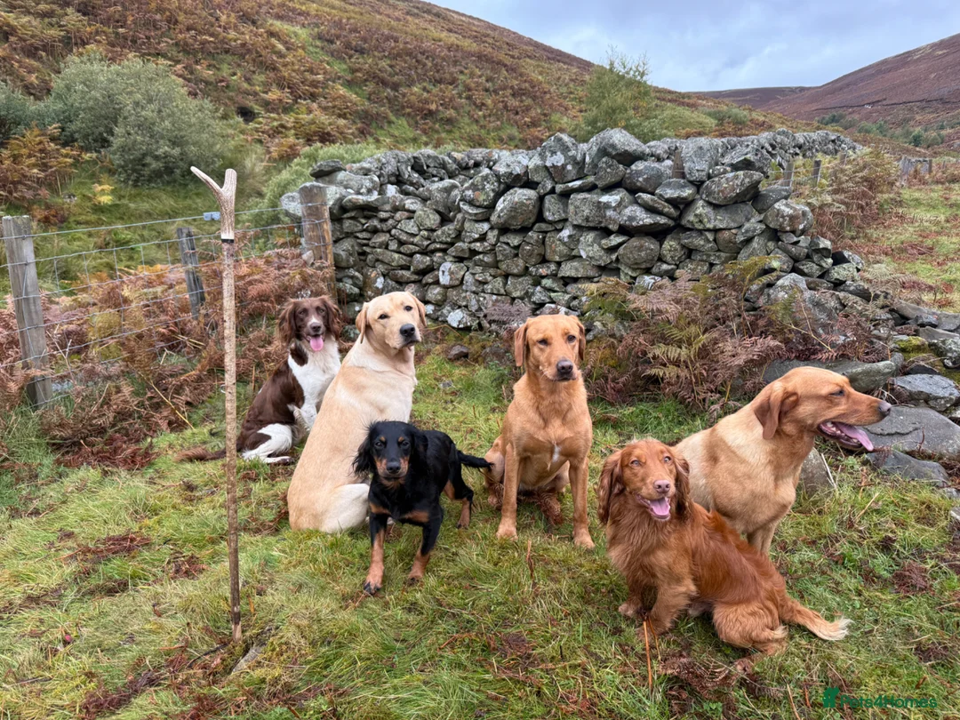 Labrador Retriever dogs for stud: Strong Fully Health Tested Labrador Stud in Penicuik - Advert 5