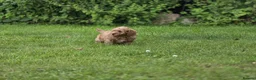 Cockapoo dogs for sale: Cockapoo Pups - Fully Health Tested and vaccinated in Wigton - Advert 19