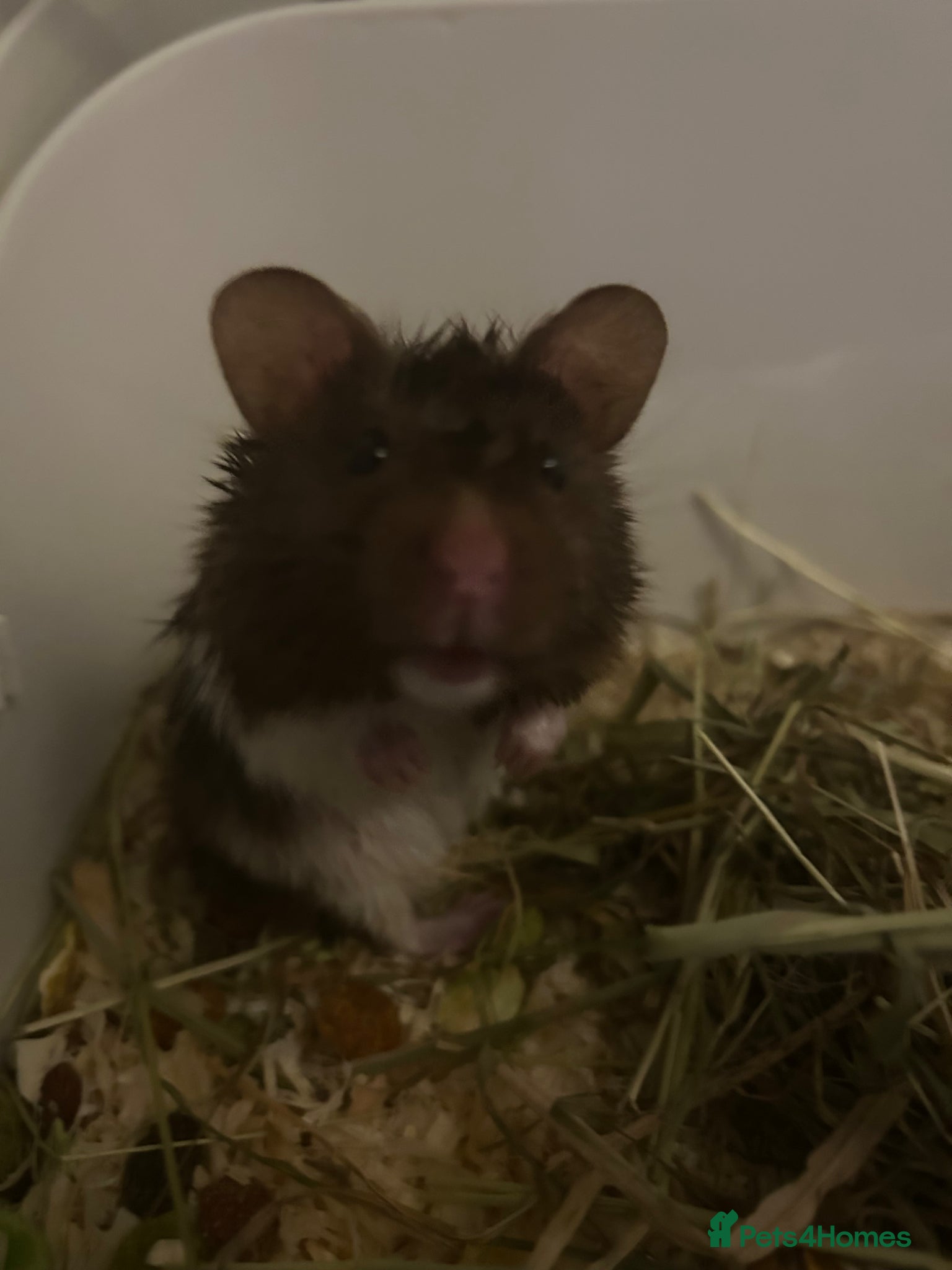 Hamster rodents Needs to go! Syrian hamster - Advert 10