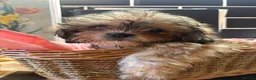Shihpoo dogs for sale: Toy Shih Poo Babies  - Advert 4