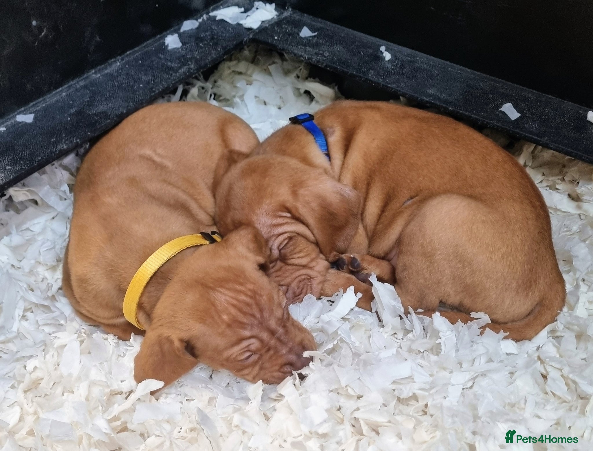 Hungarian Vizsla dogs Beautiful KC Registered Hungarian Vizsla Puppies  - Advert 2