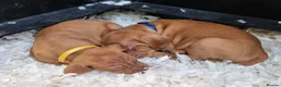 Hungarian Vizsla dogs for sale: Beautiful KC Registered Hungarian Vizsla Puppies  - Advert 24