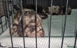 Dachshund dogs for sale: Miniature Dachshund cross pup - Image 15