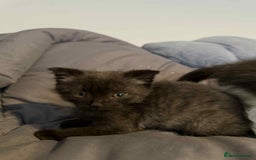 Scottish Fold cats for sale: Three delightful Scottish Fold Kittens  - Image 6
