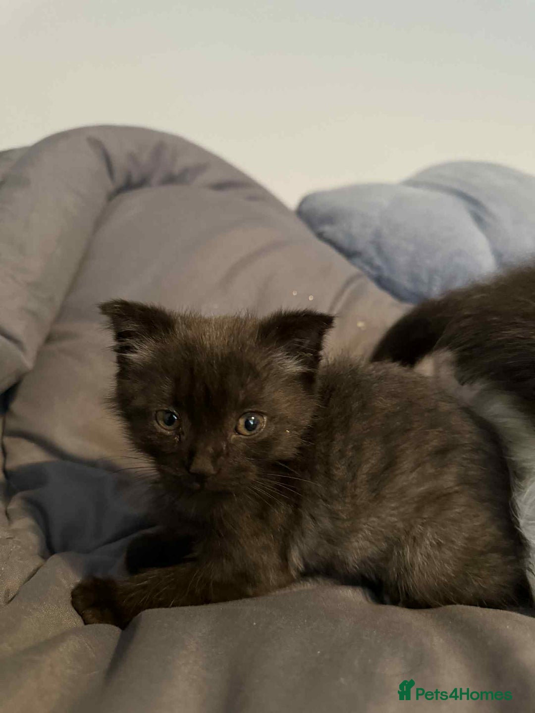 Scottish Fold cats for sale: Three delightful Scottish Fold Kittens  - Image 6