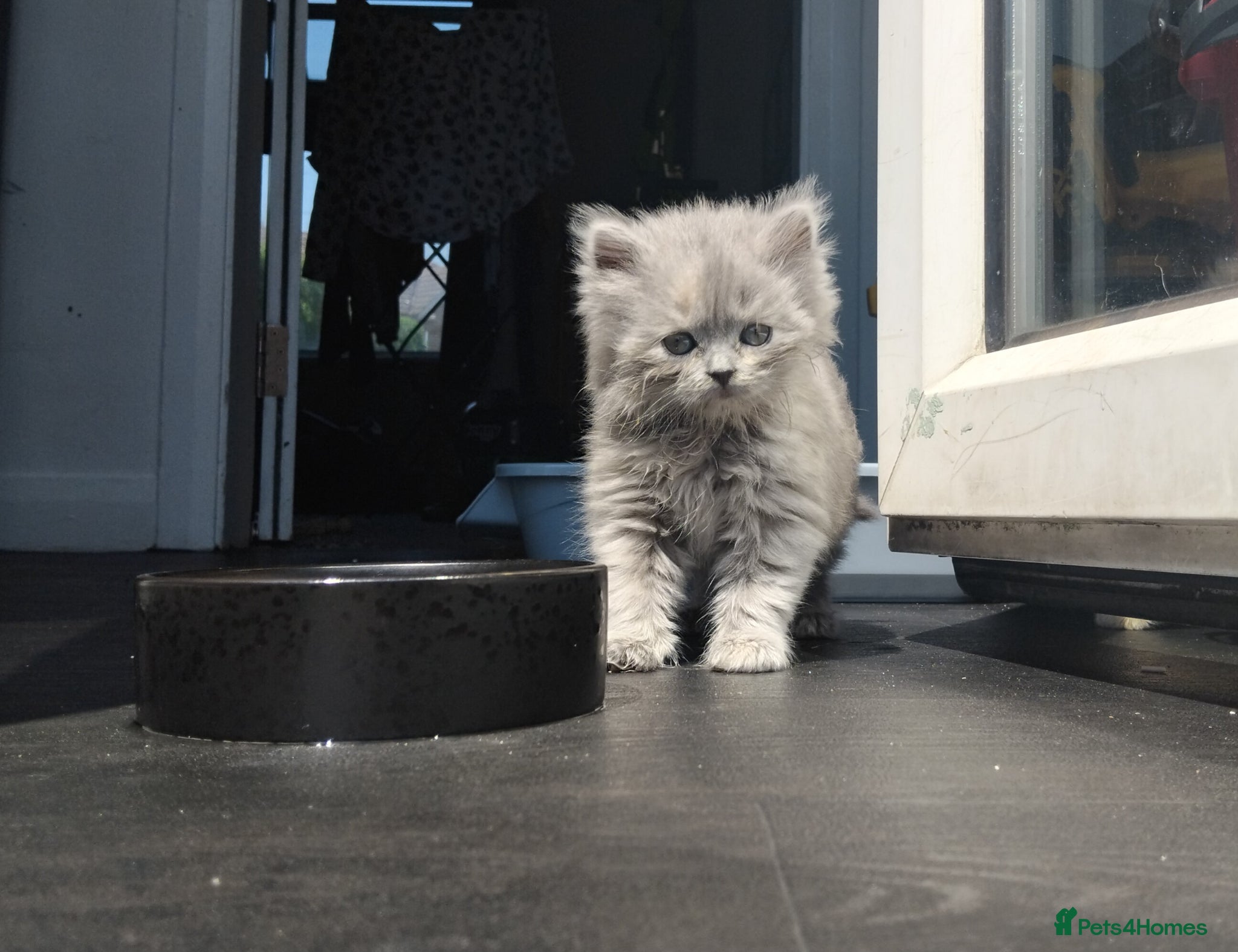 British Shorthair cats Stunning BSH/BLH Kittens for Sale  - Advert 2