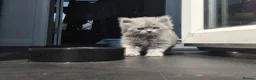 British Shorthair cats for sale: Stunning BSH/BLH Kittens for Sale  - Advert 2