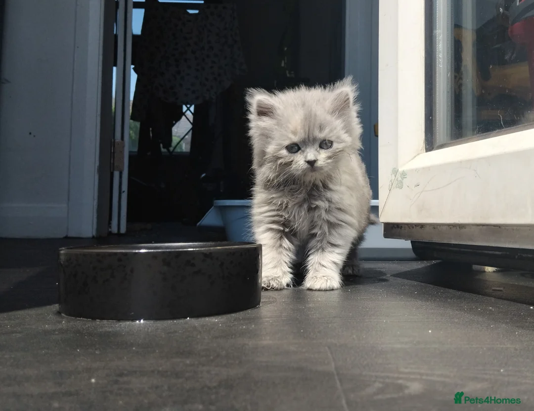 British Shorthair cats for sale: Stunning BSH/BLH Kittens for Sale  - Advert 2