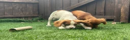 Cavapoo dogs for sale: Beautiful cavapoos  - Advert 11