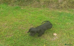 Cocker Spaniel dogs for sale: Black working cocker bitch pup - Image 2