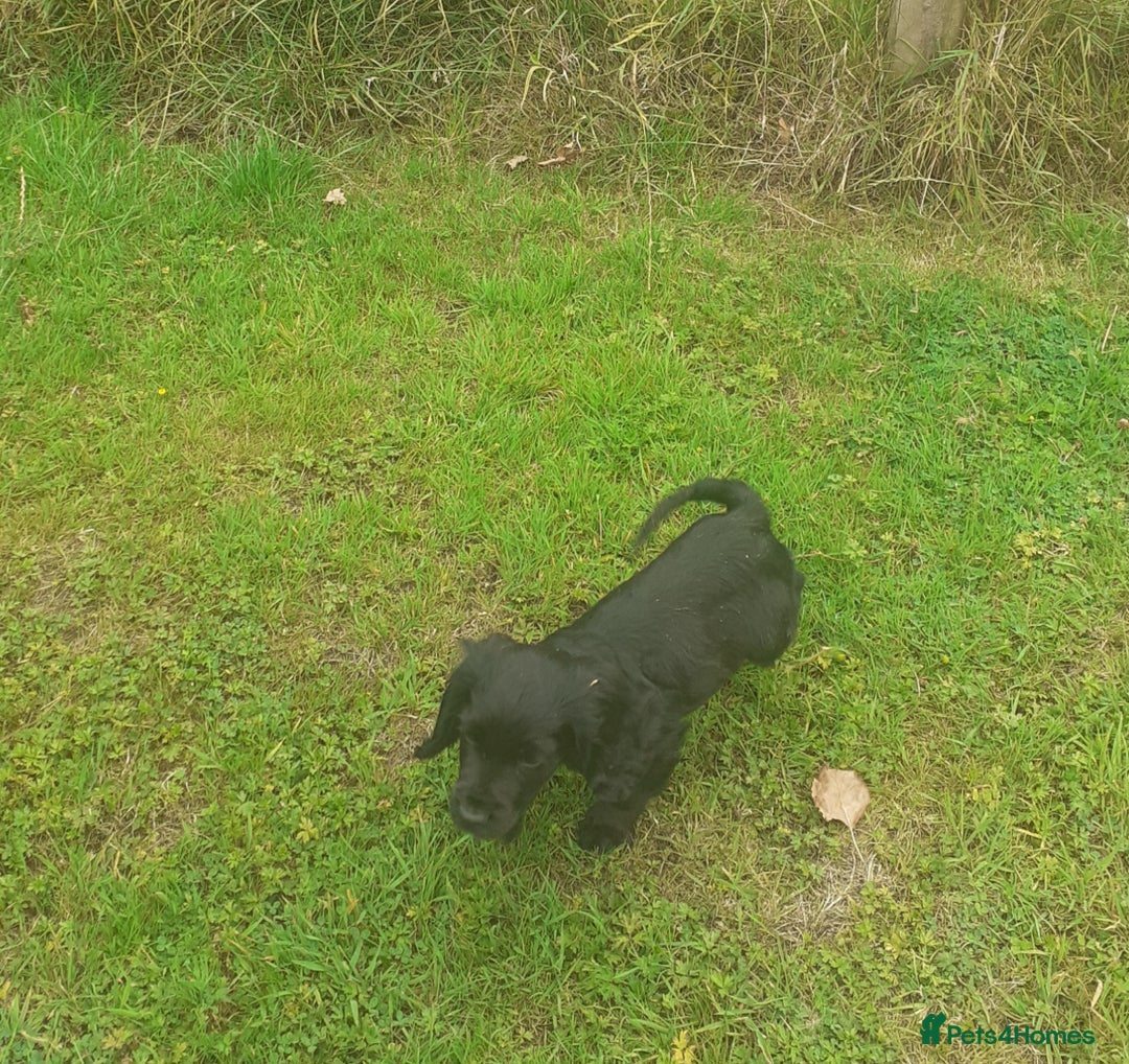 Cocker Spaniel dogs for sale: Black working cocker bitch pup - Image 2