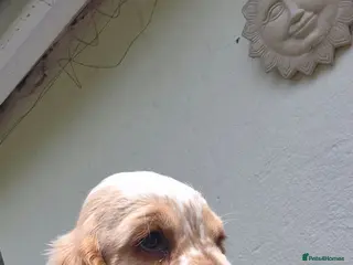 Cocker Spaniel dogs Show Cocker Spaniel - Advert 5