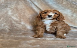 Cavapoo dogs for sale: Gorgeous Fox Red Cavapoo health tested parents  - Image 40
