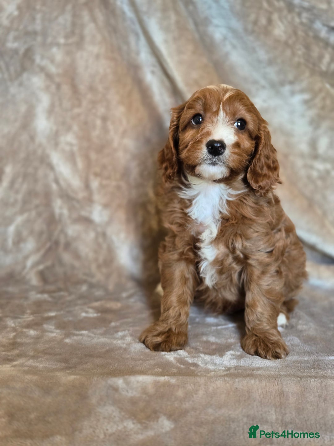 Cavapoo dogs for sale: Gorgeous Fox Red Cavapoo health tested parents  - Image 40