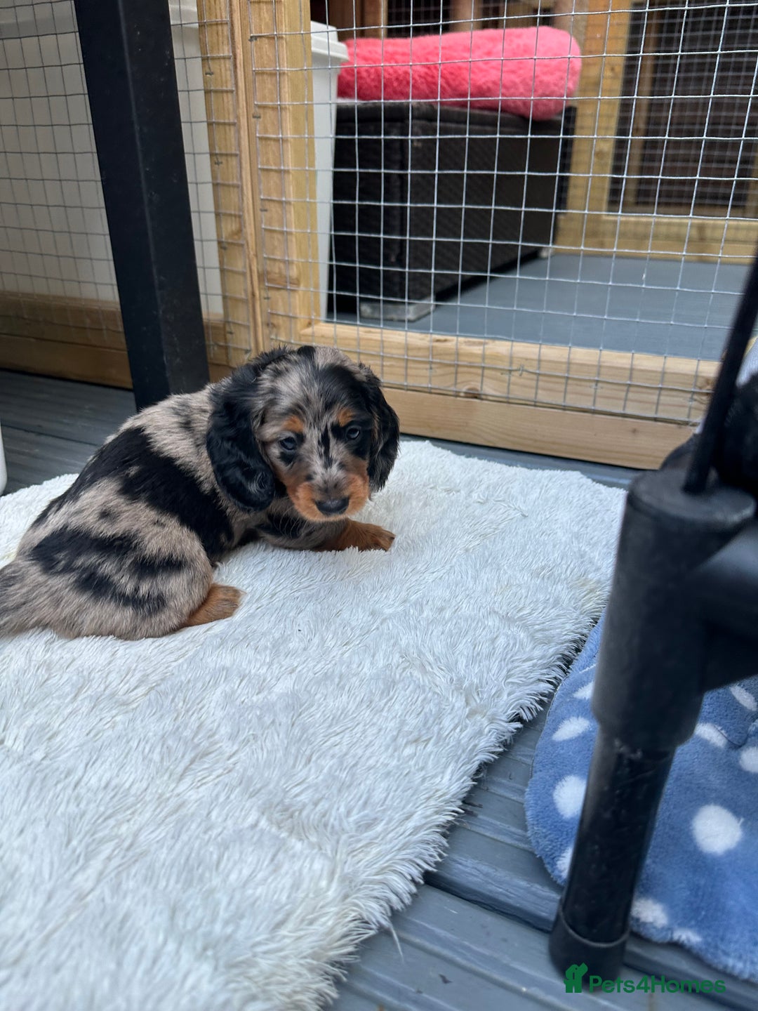 Dachshund dogs for sale: KC reg. Long hair miniature Dachshund puppies  - Image 7