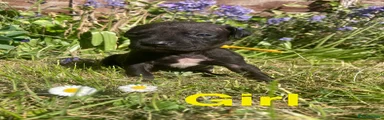 Mixed Breed Puppy 9