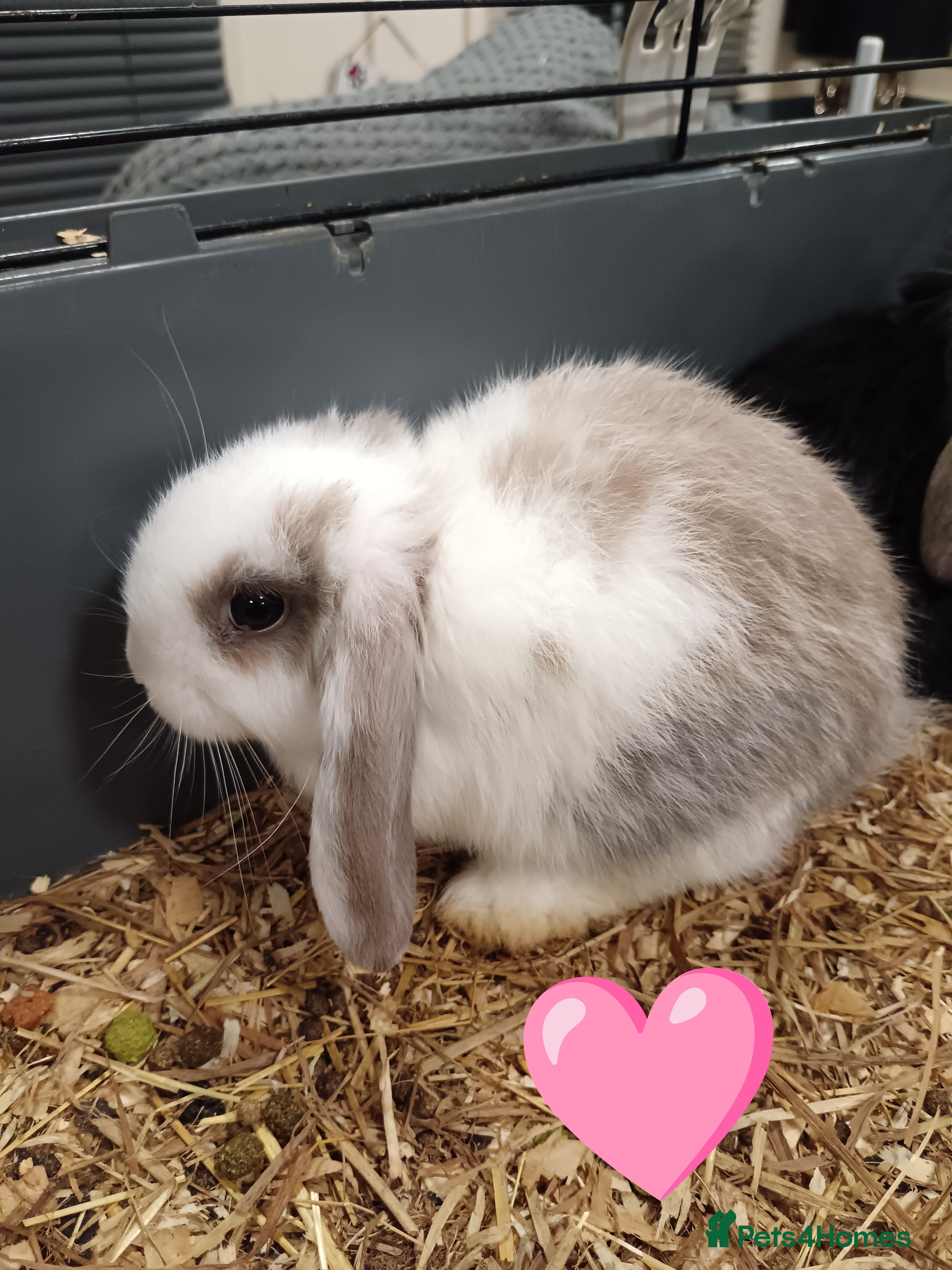 Mini Lop rabbits Pure Bred Mini Lop DOB 17 Oct 25 - Advert 5