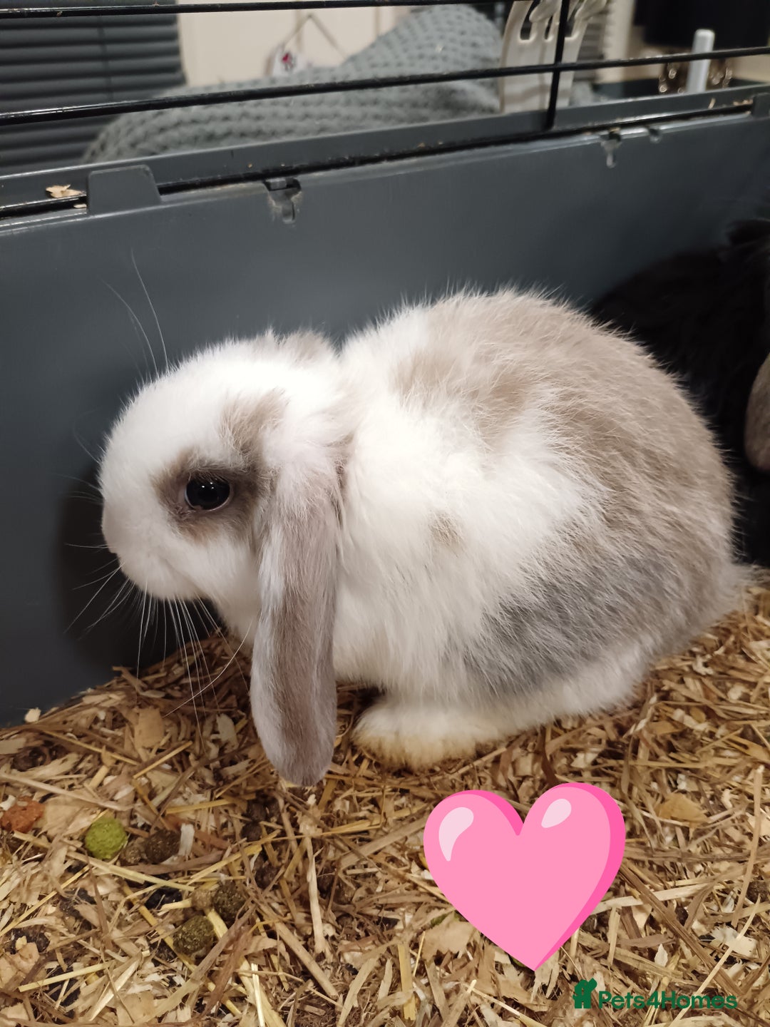 Mini Lop rabbits for sale: Pure Bred Mini Lop DOB 17 Oct 25 - Advert 1
