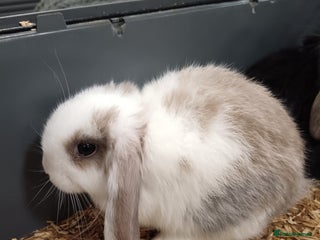 Mini Lop rabbits Pure Bred Mini Lop DOB 17 Oct 25 - Advert 5