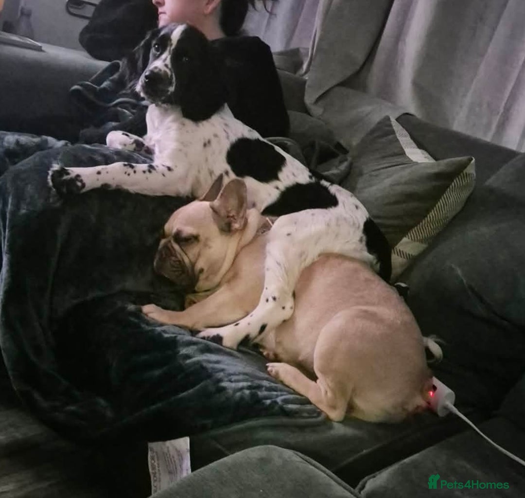 Mixed Breed dogs for sale: 7 month old cocker spaniel  - Advert 3