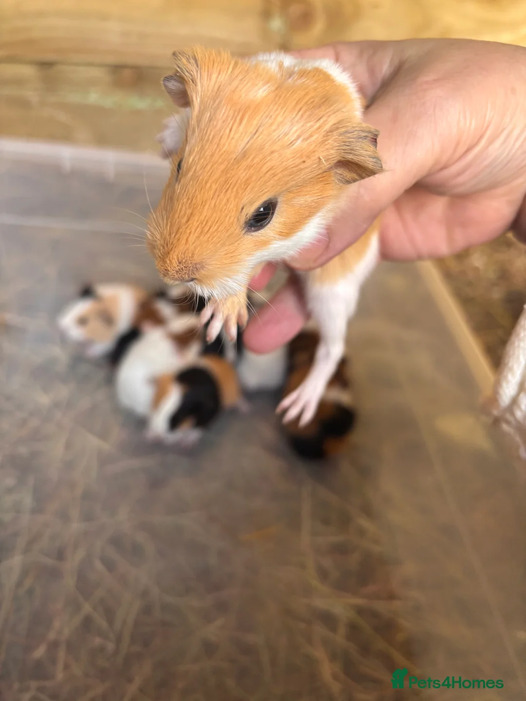 Guinea Pig rodents for sale: Baby Guinea Pigs  in Knighton - Advert 6