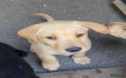 Labrador Retriever dogs for sale: Labrador puppies 3 boys ready to go 8th August  - Image 2