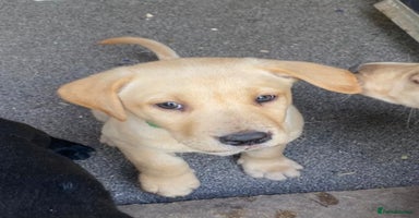 Labrador Retriever dogs - Advert 16