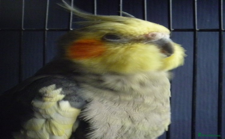 Cockatiels birds - Advert 1