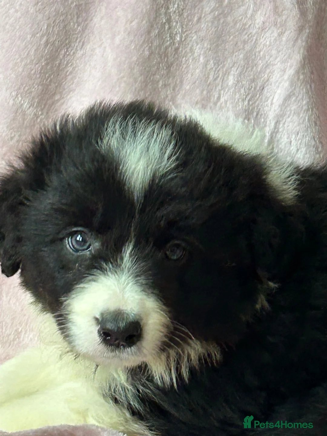 Border Collie dogs for sale: Stunning KC Reg Health Tested Border Collies - Advert 19