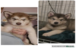 Alaskan Malamute dogs for sale: 2 female alaskan malamute girls ready now!! - Image 17