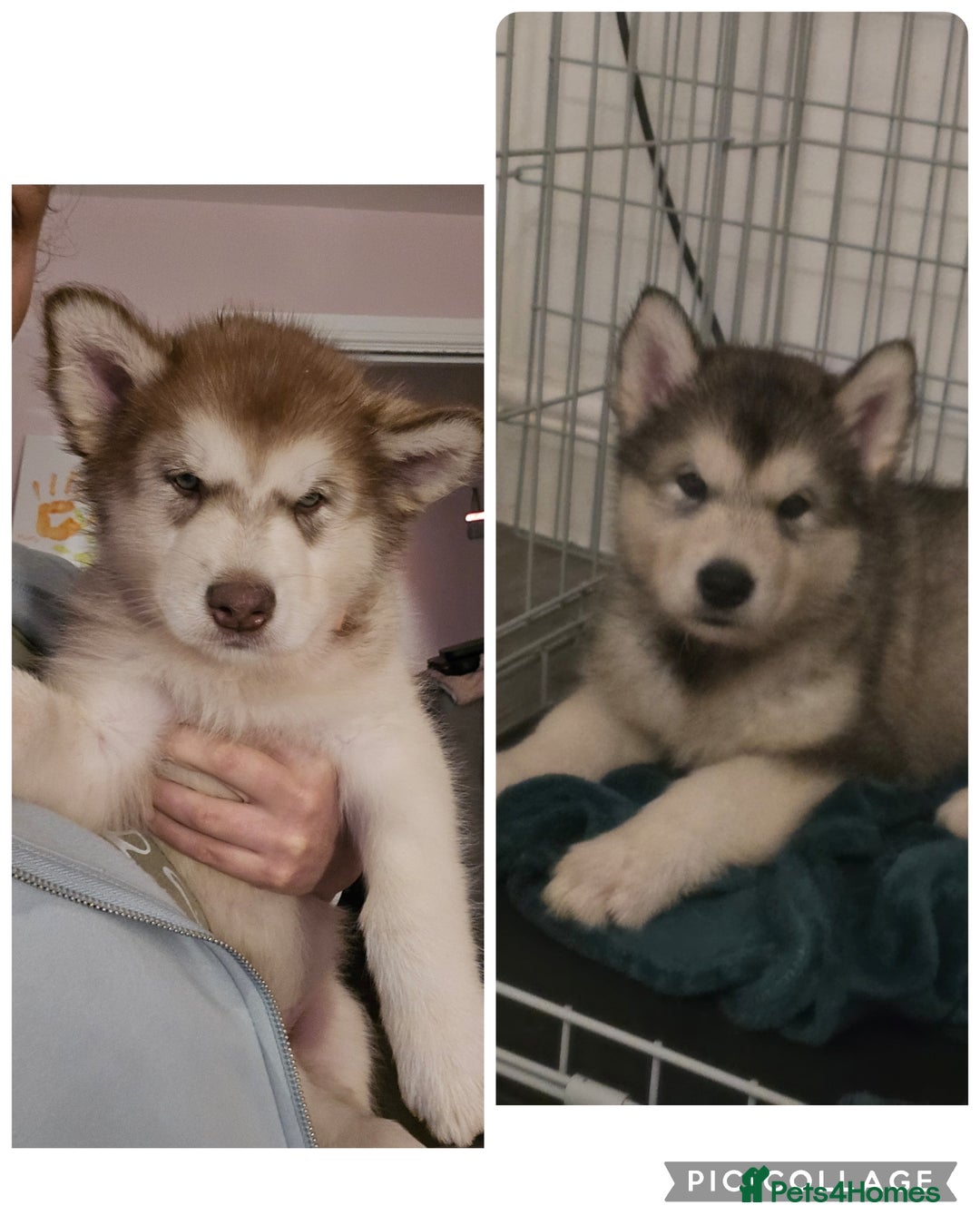 Alaskan Malamute dogs for sale: 2 female alaskan malamute girls ready now!! - Image 17