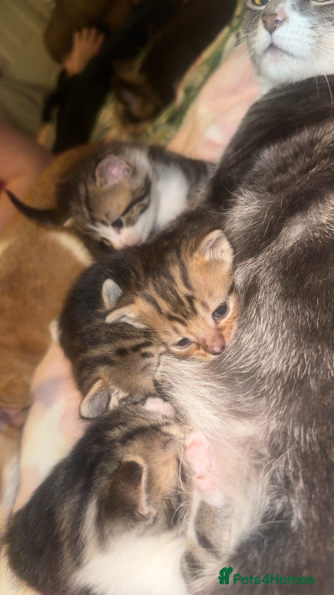 Bengal cats for sale: 6 beautiful bengal cross babies needing homes  - Advert 8