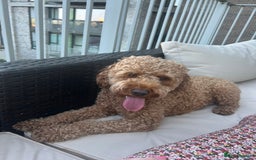 Cockapoo dogs for sale: Adorable Cockapoo Looking for a Loving New Home - Image 6