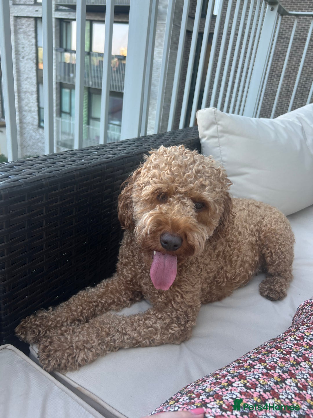 Cockapoo dogs for sale: Adorable Cockapoo Looking for a Loving New Home - Image 6