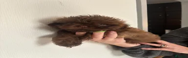 Shih Tzu 4