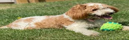 Australian Labradoodle dogs for sale: Australian labradoodles  in Brackley - Advert 2
