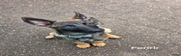 Mixed Breed dogs for sale: German Shepherd x in Sunderland - Advert 4