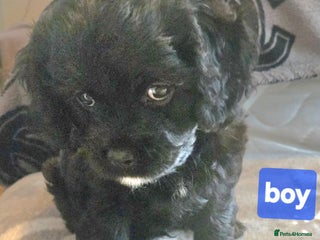 Cavapoo dogs - Advert 14