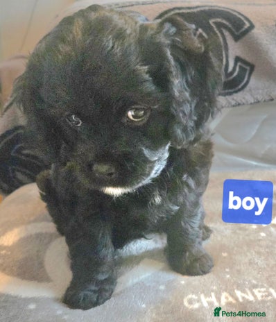 Cavapoo dogs - Advert 9