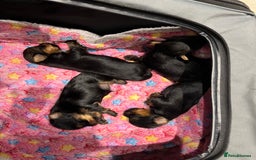 Yorkshire Terrier dogs for sale: Beautiful miniature Yorkie Biewer terriers - Image 8