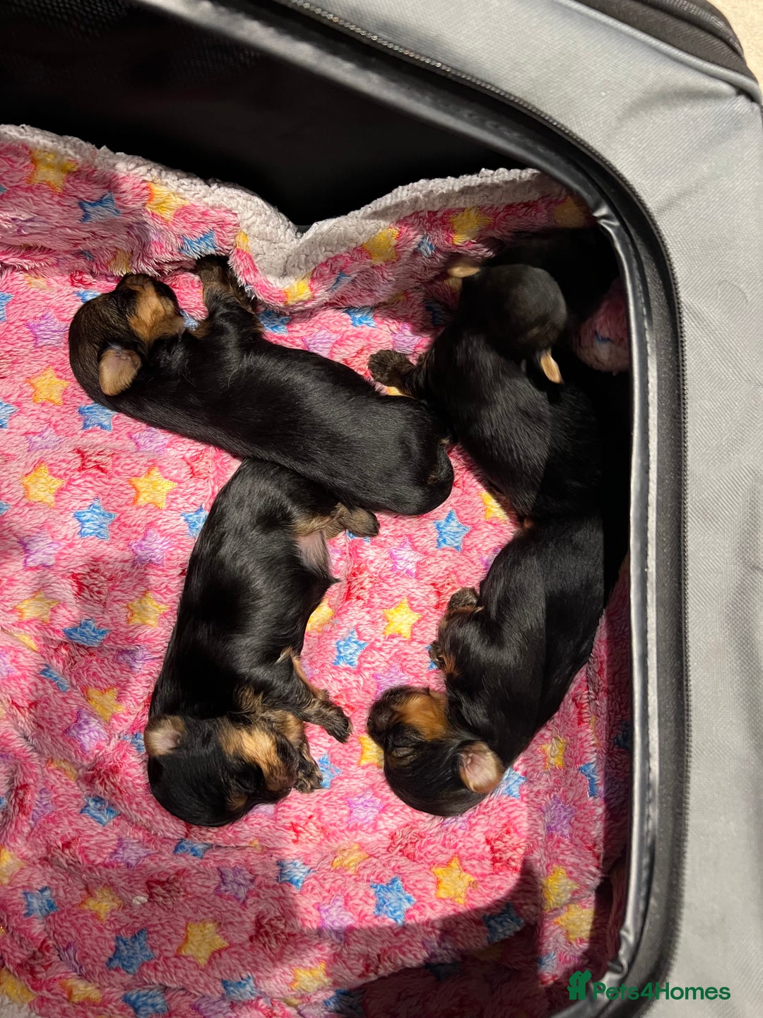 Yorkshire Terrier dogs for sale: Beautiful miniature Yorkie Biewer terriers - Image 8