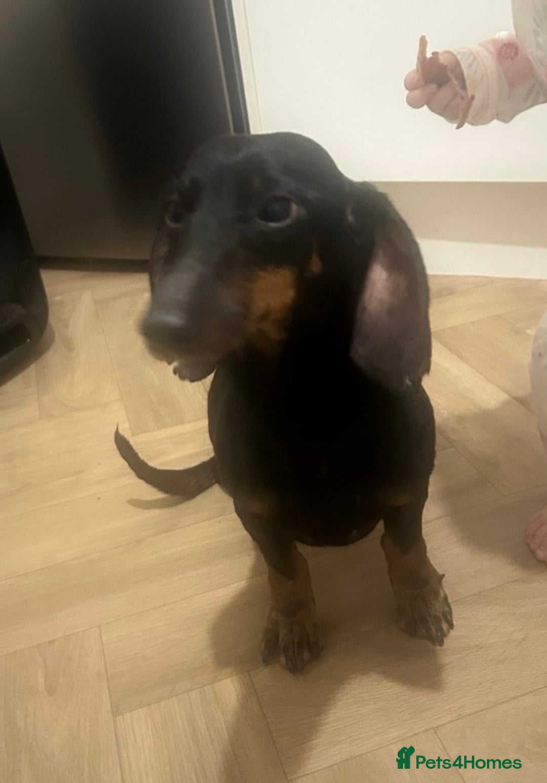 Dachshund dogs for sale: Female dachshund  - Advert 4