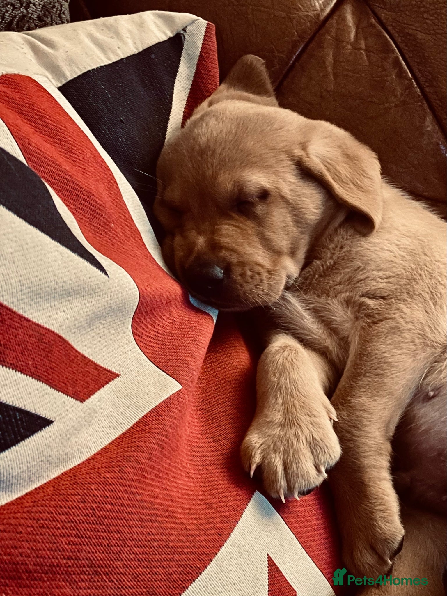 Labrador Retriever dogs Fox red Labrador puppie for sale  - Advert 1