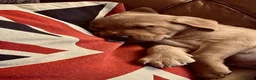 Labrador Retriever dogs for sale: Fox red Labrador puppie for sale  - Advert 1
