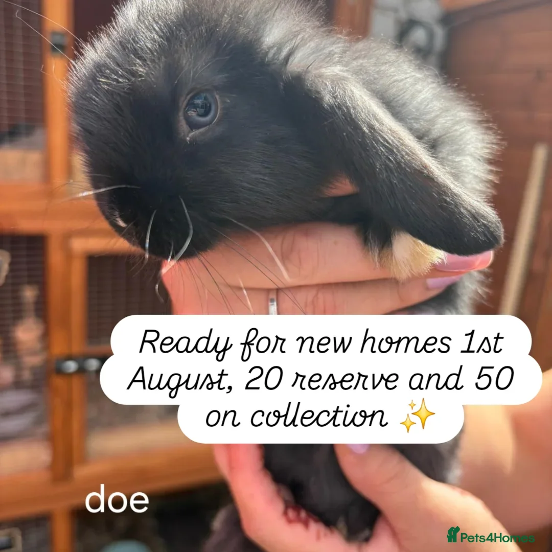 Mini Lop rabbits for sale: Mini lops for sale - Image 1