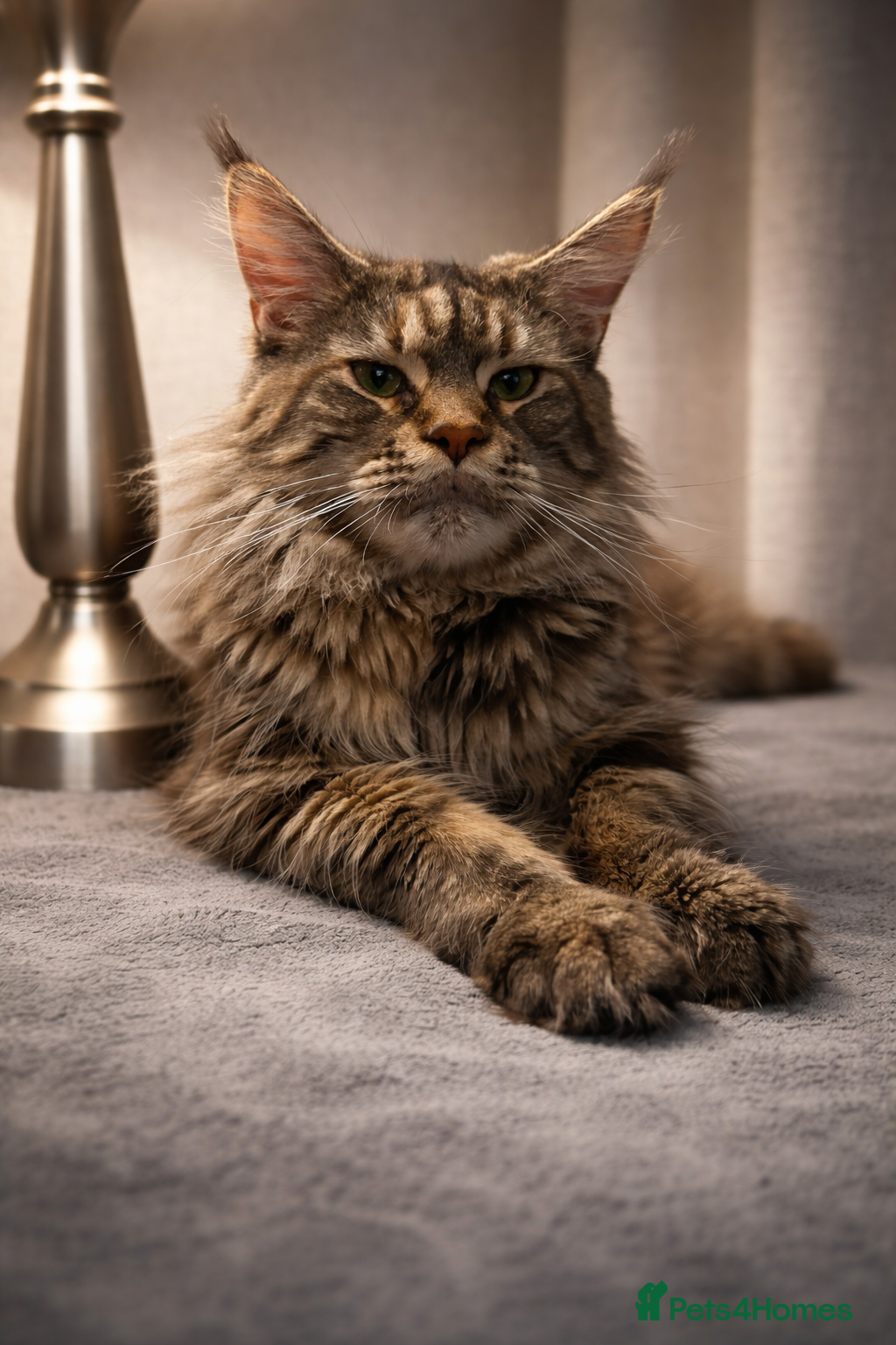 Maine Coon cats Beautiful Pedigree Maine Coon Kittens - Advert 1
