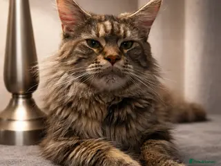 Maine Coon cats Beautiful Pedigree Maine Coon Kittens - Advert 1